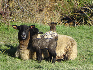 sheep at the farm